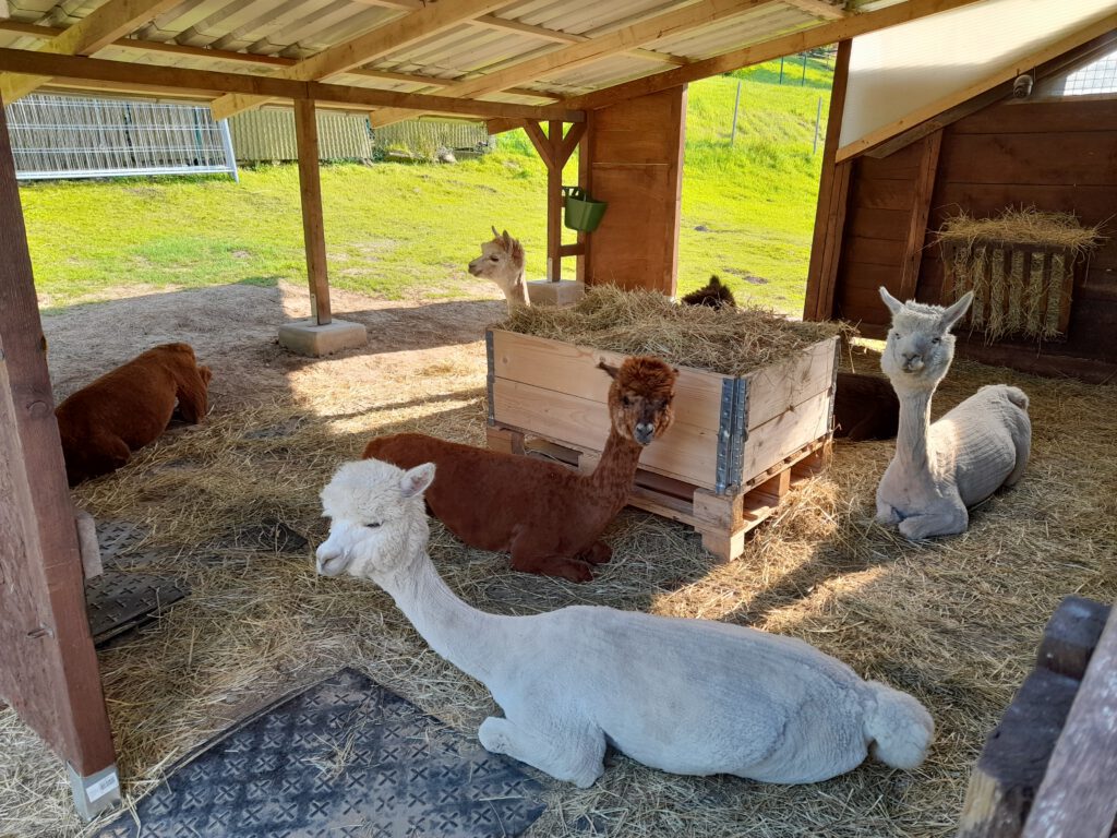 Alpaka Patenschaft - Blick in den Stall